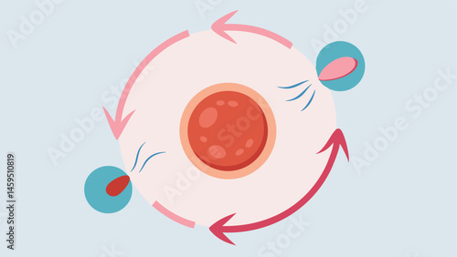 Hair Regeneration Cycle A circular infographic showing the hair growth cycle with exosomes playing a central role at each stage from dormant to active follicle.