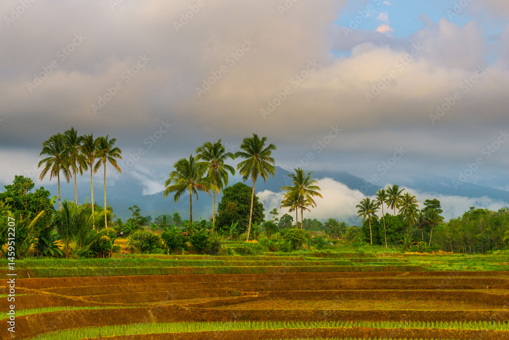 Obraz premium Beautiful morning view indonesia Panorama Landscape paddy fields with beauty color and sky natural light