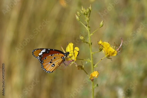 Afrikanischer Monarch (Danaus chrysippus) im Erongo Gebirge in Namibia