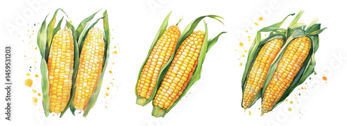 Watercolor set of corn. Corn cobs in leaves. Concept of growing farm crops, grains, etc. Vector illustration.