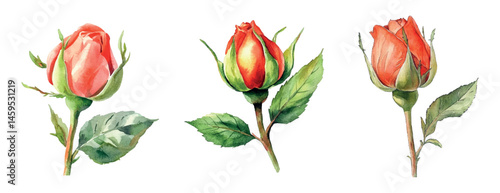 Watercolor set of rose buds png. Unopened red rose flowers with green stem on transparent background. Watercolor botanical elements. Vector illustration.