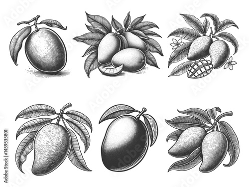 mango fruits with leaves and flowers Set collection bundle sketch engraving generative ai vector illustration. Scratch board imitation. Black and white image.
