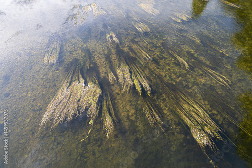 pollution aux algues vertes dans la Loue en france
