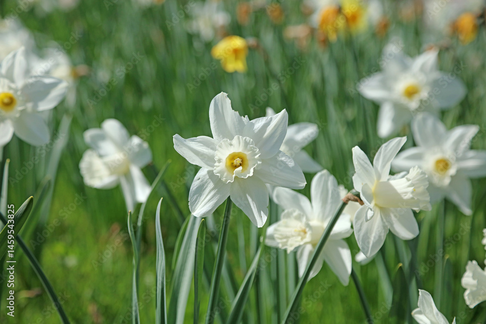 Macro image of white Daffodil blooms, Derbyshire England
Macro image of white Daffodil blooms, Derbyshire England