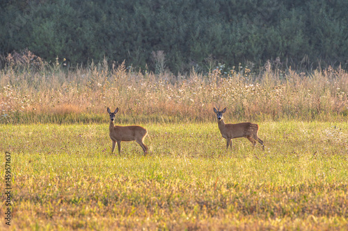Fototapeta Naklejka Na Ścianę i Meble -  sarny na łące o wschodzie słońca