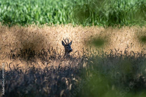 Fototapeta Naklejka Na Ścianę i Meble -  samiec sarny ukryty w zbożu
