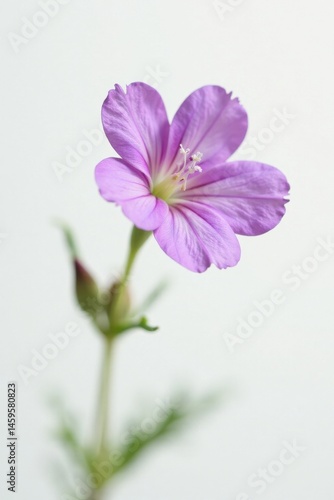 A Delicate Light Purple Wildflower in Full Bloom, Gracefully Extending its Single Petal on a Slender Stem Against a Soft White Background