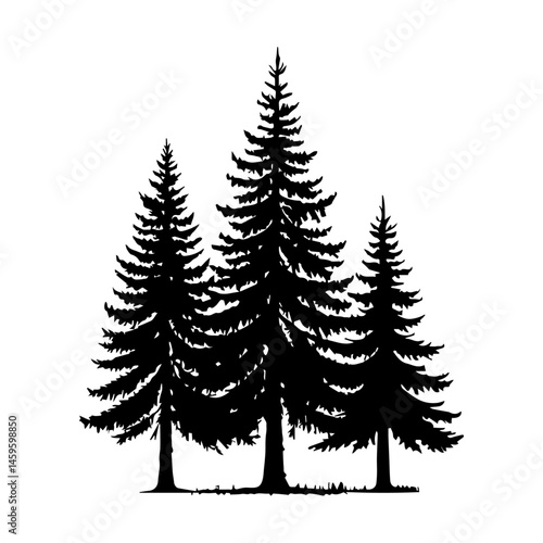 Silhouette of Three Pine Trees