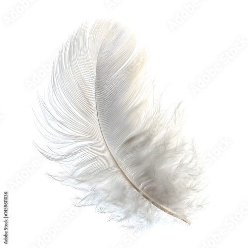 feather on white background