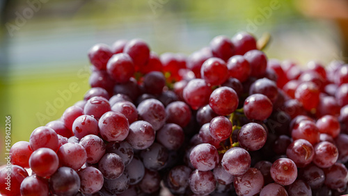 Close up of raw organic sweet red grapes background.