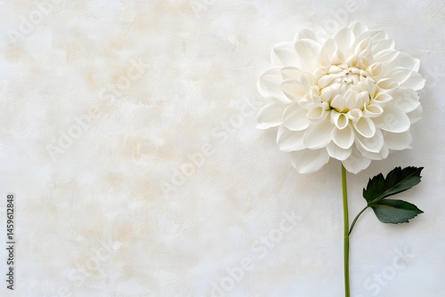 White background, top view of a single white dahlia with a green stem, petals in various shapes, soft edges and blurred details