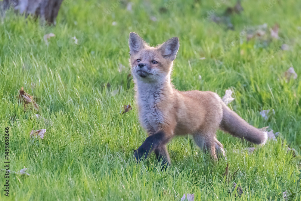 Naklejka premium Cute baby fox in spring
