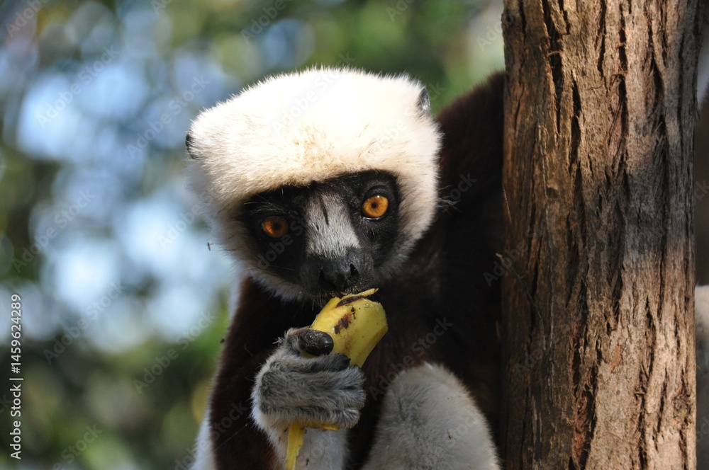 Obraz premium Coquerel's sifaka lemur on the island of Madagascar