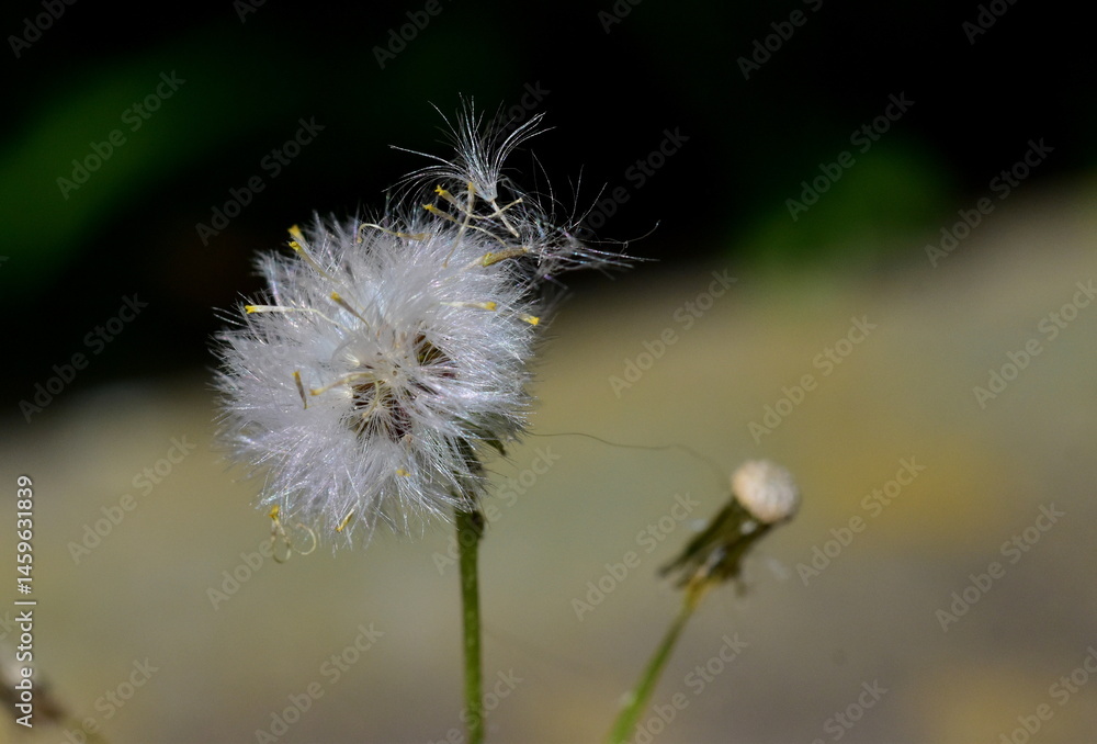 Fototapeta premium Samen fliegen von einem Waldkreuzkraut