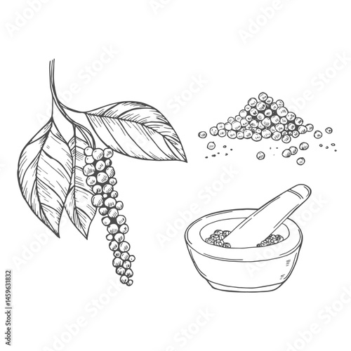 Set with black pepper. Graphic hand drawn engraving style. Botanical illustration for packaging, menu cards, posters, prints.