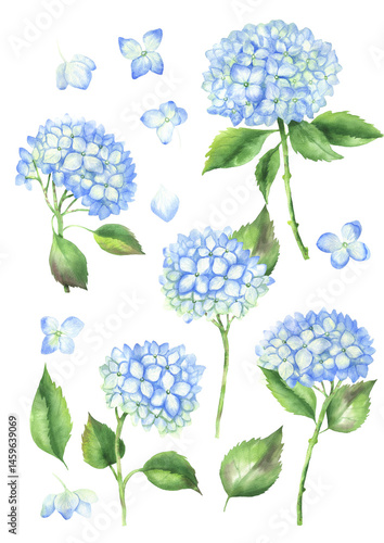 Watercolor set of blue hydrangea