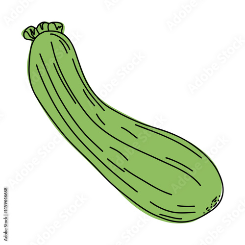 Zucchini colorful line art illustration.