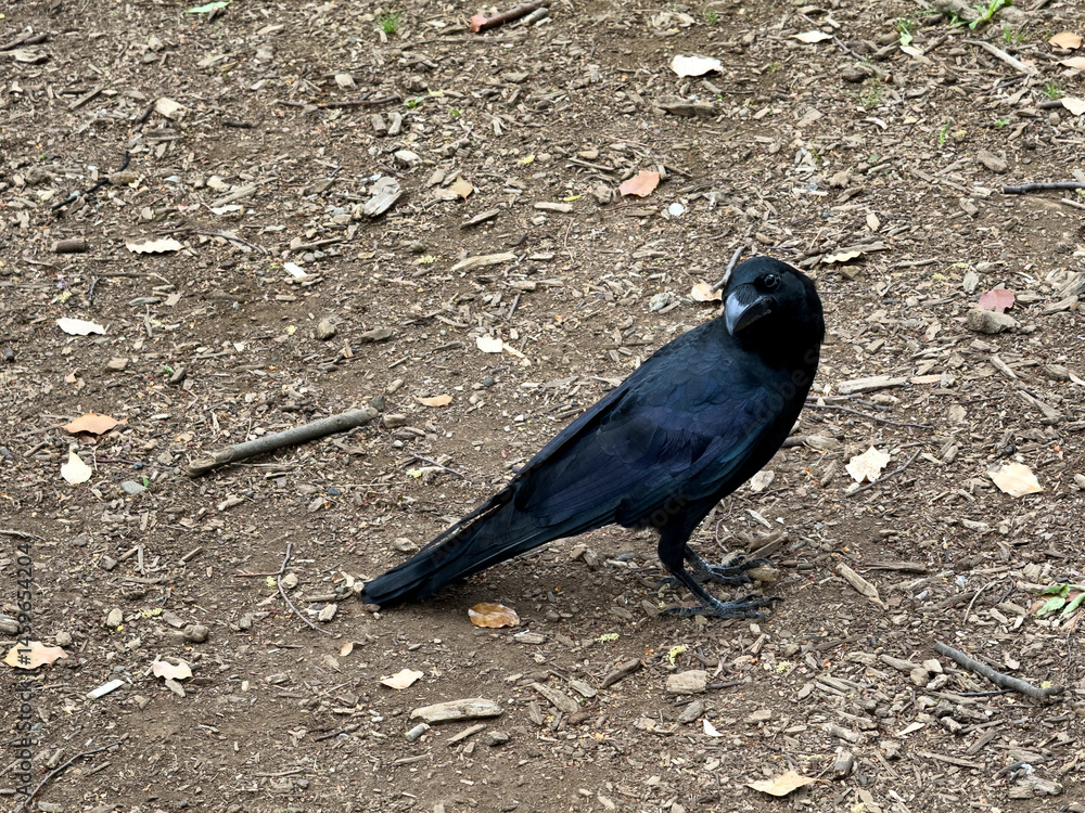 Large crow raven on the ground