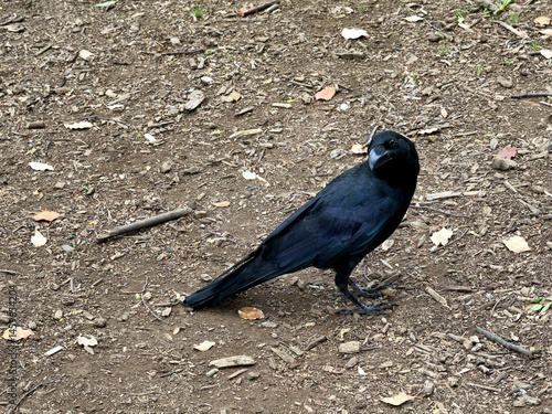 Obraz na płótnie Large crow raven on the ground w salonie