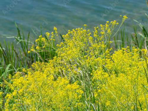 Fotografie Dyer's woad plant (Isatis tinctoria)