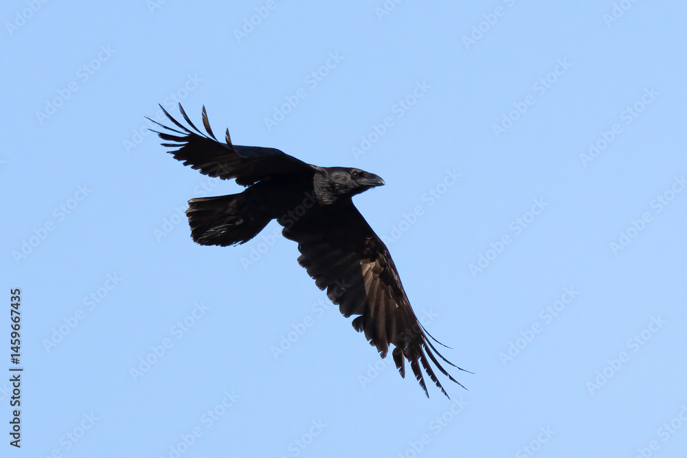 Fototapeta premium Common raven