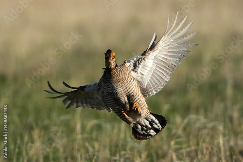 Lesser Prairie Chicken