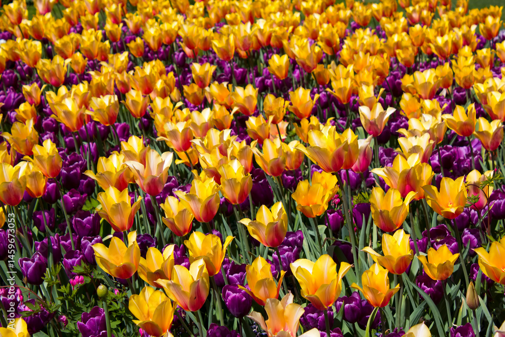 spring flowers in Keuhenhof in the Netherlands