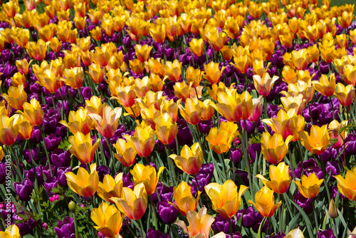 Obraz na płótnie spring flowers in Keuhenhof in the Netherlands w salonie