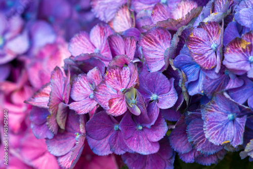 Obraz na płótnie Macro image, pink hydrangea flower background w salonie