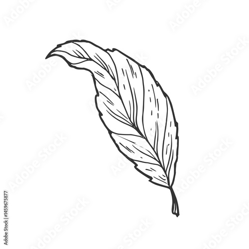 Hand drawn simple leaf sketch isolated on white background. Botanical element