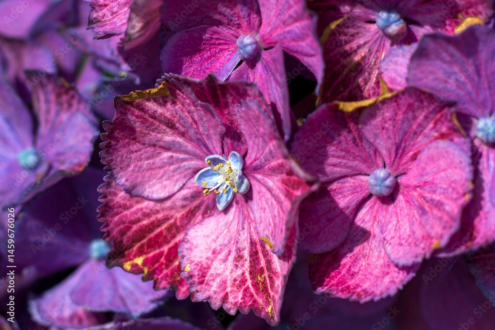 Macro image, pink hydrangea flower background
