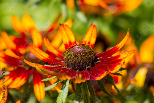 rudbeckia flowers in the garden - close up