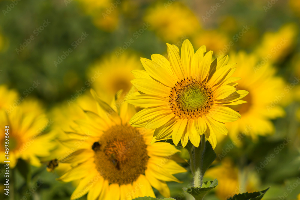 Sunflowers (helianthus) in a field - summertime
