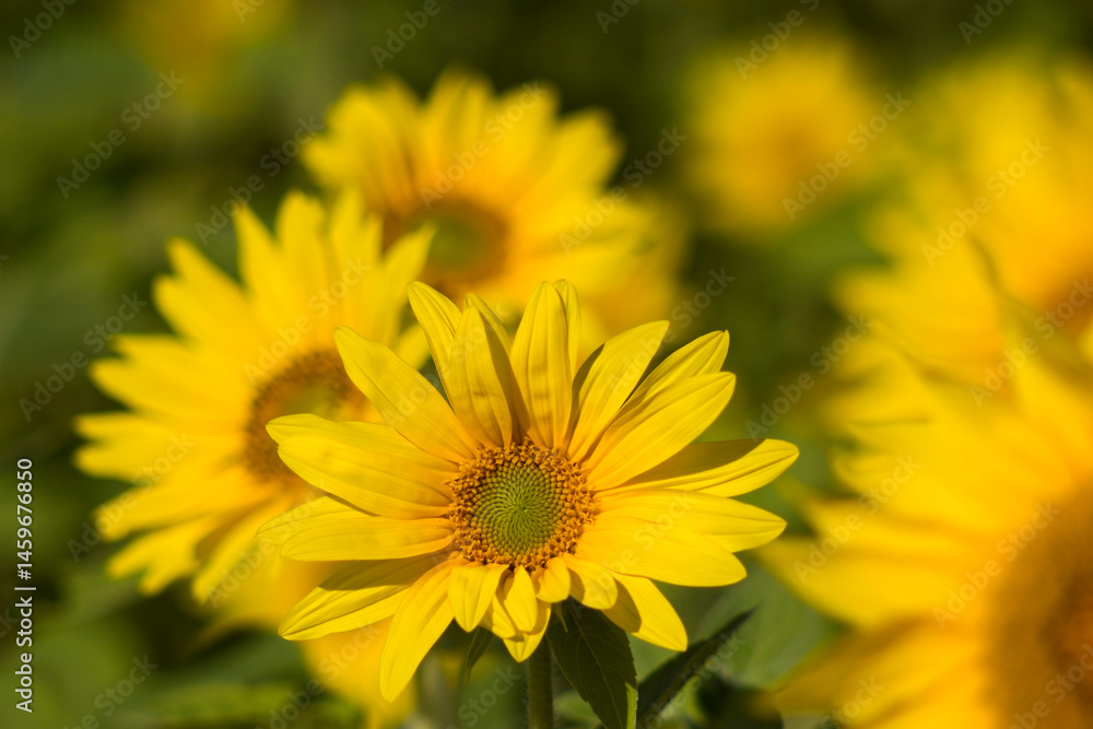 Sunflowers (helianthus) in a field - summertime