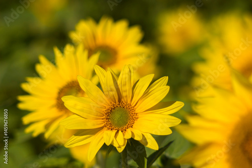 Obraz na płótnie Sunflowers (helianthus) in a field - summertime w salonie