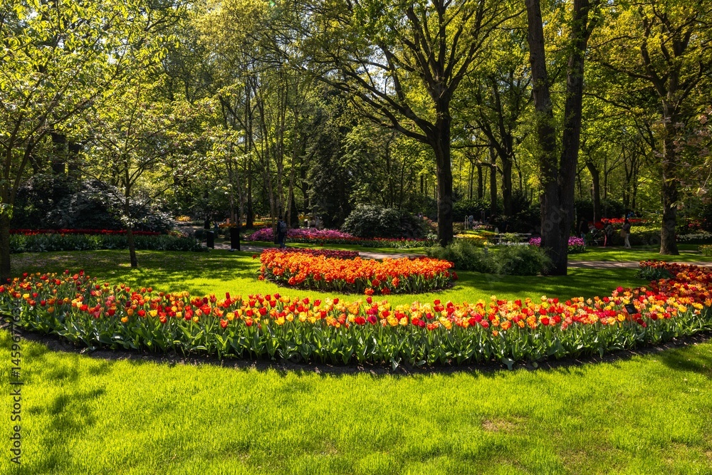 Obraz premium Colorful Tulip Garden in Spring