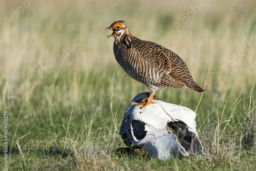 Tableau sur toile Lesser Prairie Chicken