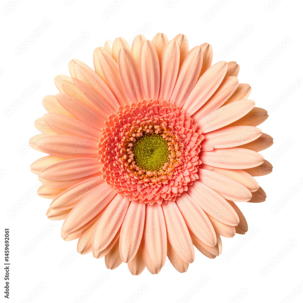 A single pink gerbera daisy flower with delicate petals and a vibrant yellow-green center. A single pink gerbera daisy flower with delicate petals and a vibrant yellow-green center.