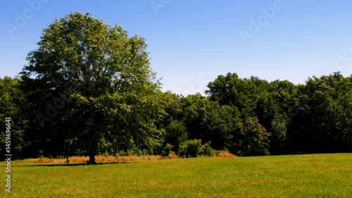Tree On The Edge Of A Open Field_1010251