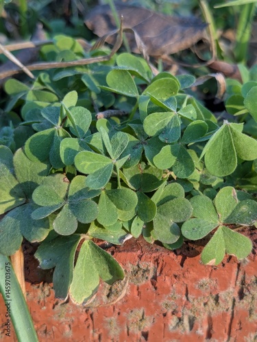 clover