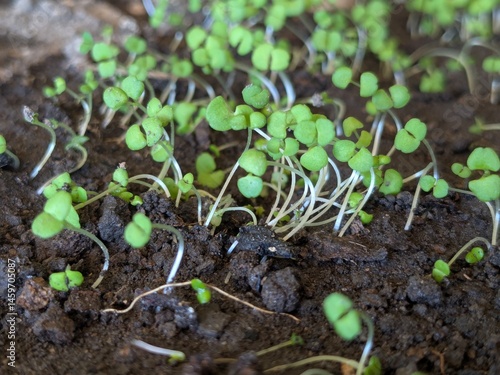 basil sprouts
