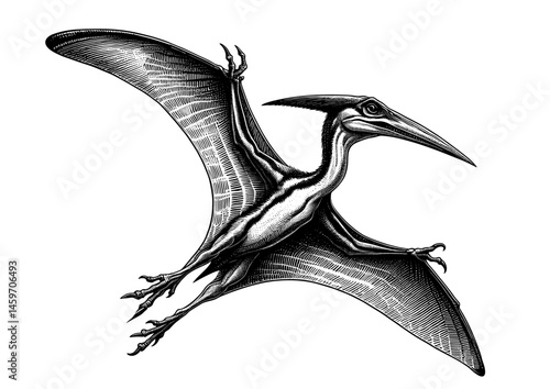 Pteranodon flying in black and white illustration  