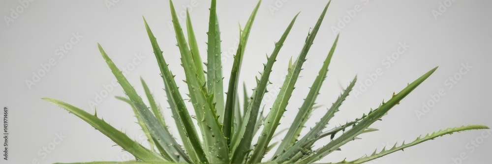 Obraz premium A single aloe vera plant, leaves splayed, isolated on pure white background , fresh, botanical