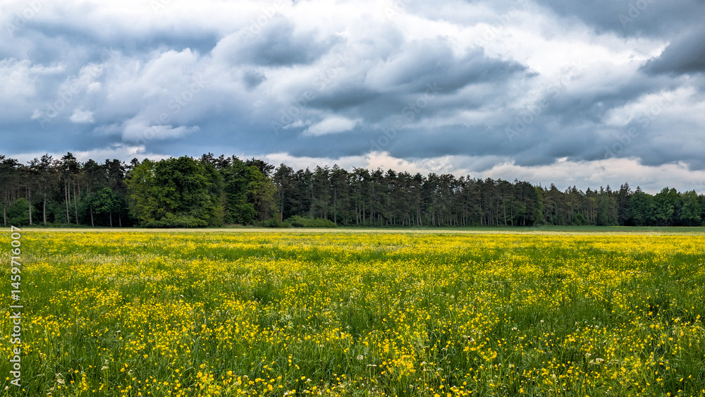 Wide view of flowering meadow under dark clouds, Germany..