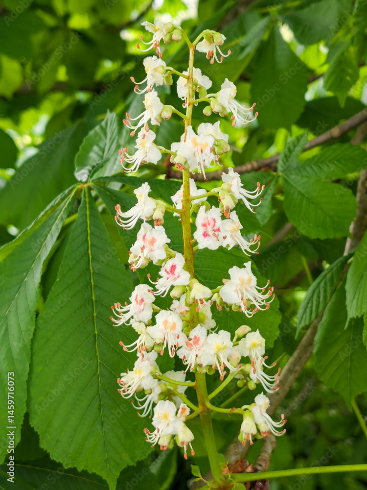 Blooming horse chestnut tree in spring, close-up of foliage and flowers..