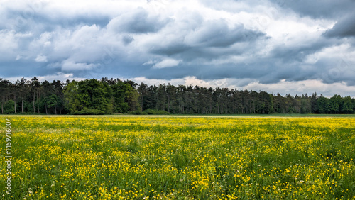 Obraz na płótnie Wide view of flowering meadow under dark clouds, Germany.. w salonie
