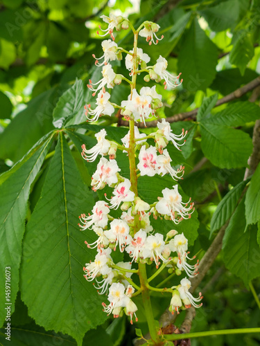 Obraz na płótnie Blooming horse chestnut tree in spring, close-up of foliage and flowers.. w salonie