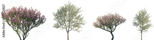 Fotografie Set of Prunus persica and Prunus avium blossoming frontal street trees isolated