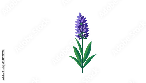 Elegant Lavender Flower Vector Representing Calm and Beauty
