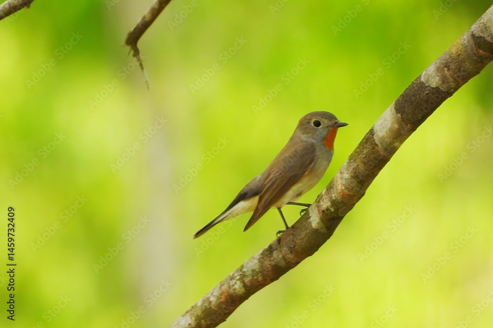Small Asian Brown Bird Perched on Branch Green Background Wildlife Photography Small Asian Brown Bird Perched on Branch Green Background Wildlife Photography